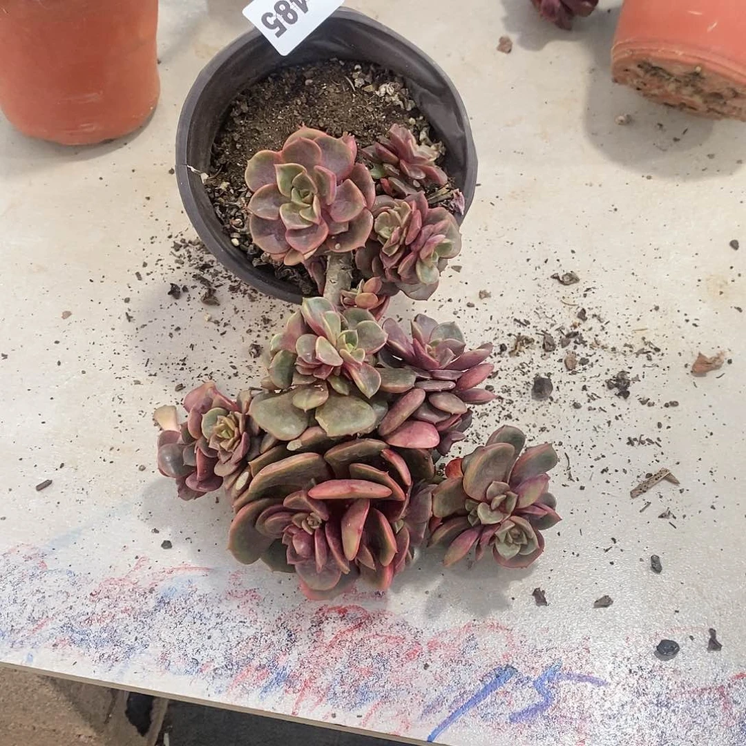 L*y485大红袍多肉植物