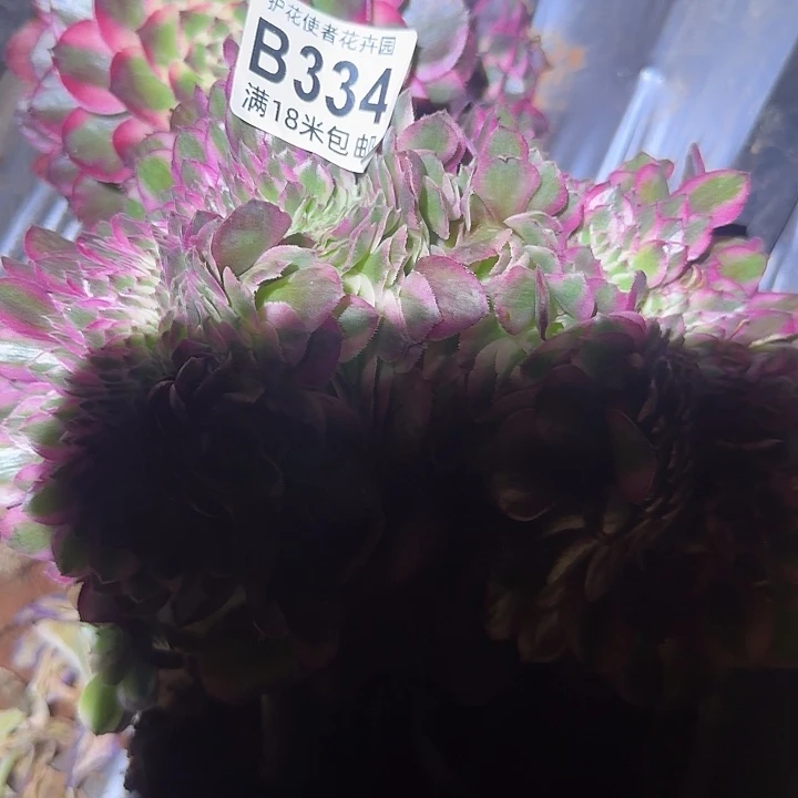 山***汉多肉法师淘宝福利