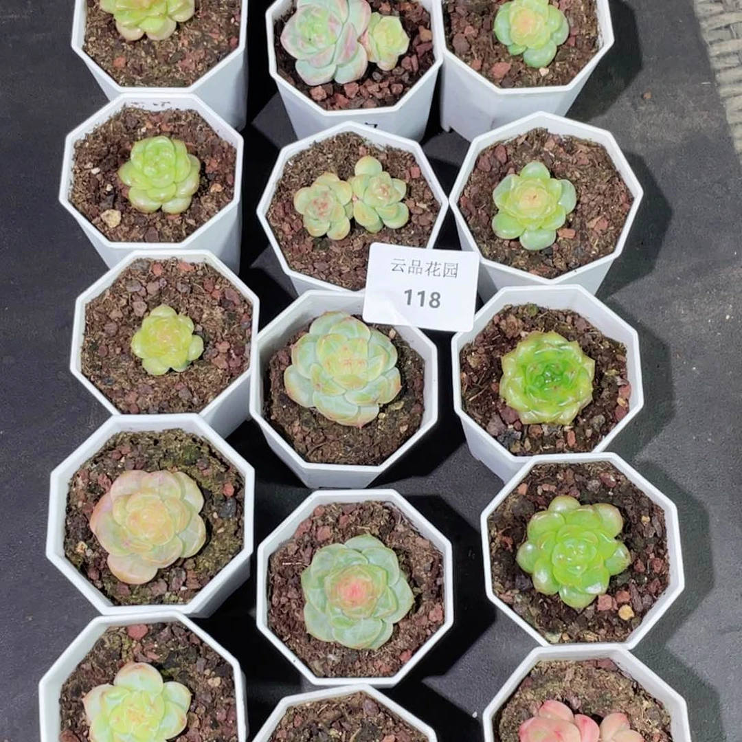 浅*念118号糖心冰心珍妮15