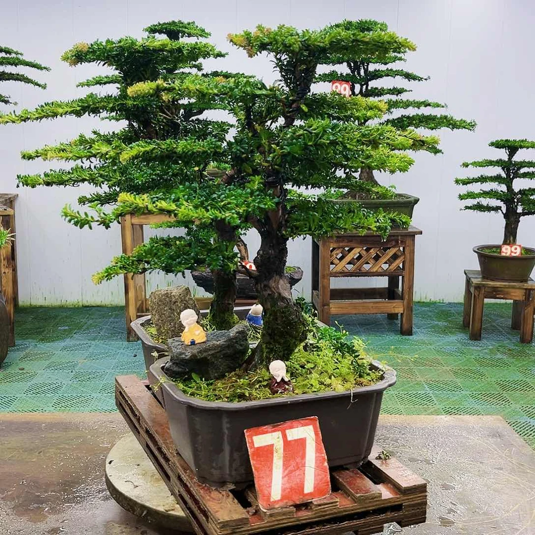 完全开放罗汉松盆景艺术