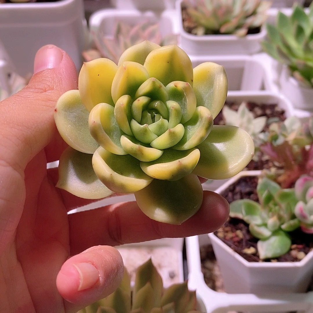 晴空珍妮锦多肉植物