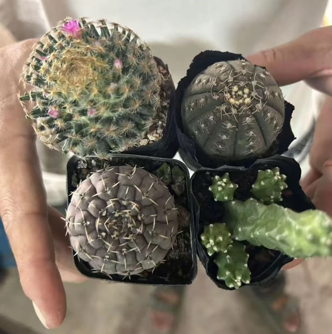 明星+裸颚+拉根+水仙情郎4颗     仙人球夏型种绿植盆栽桌面阳台