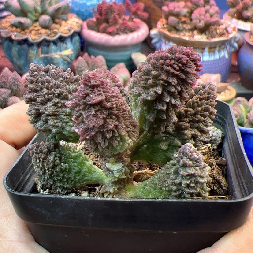 朱紫玉。