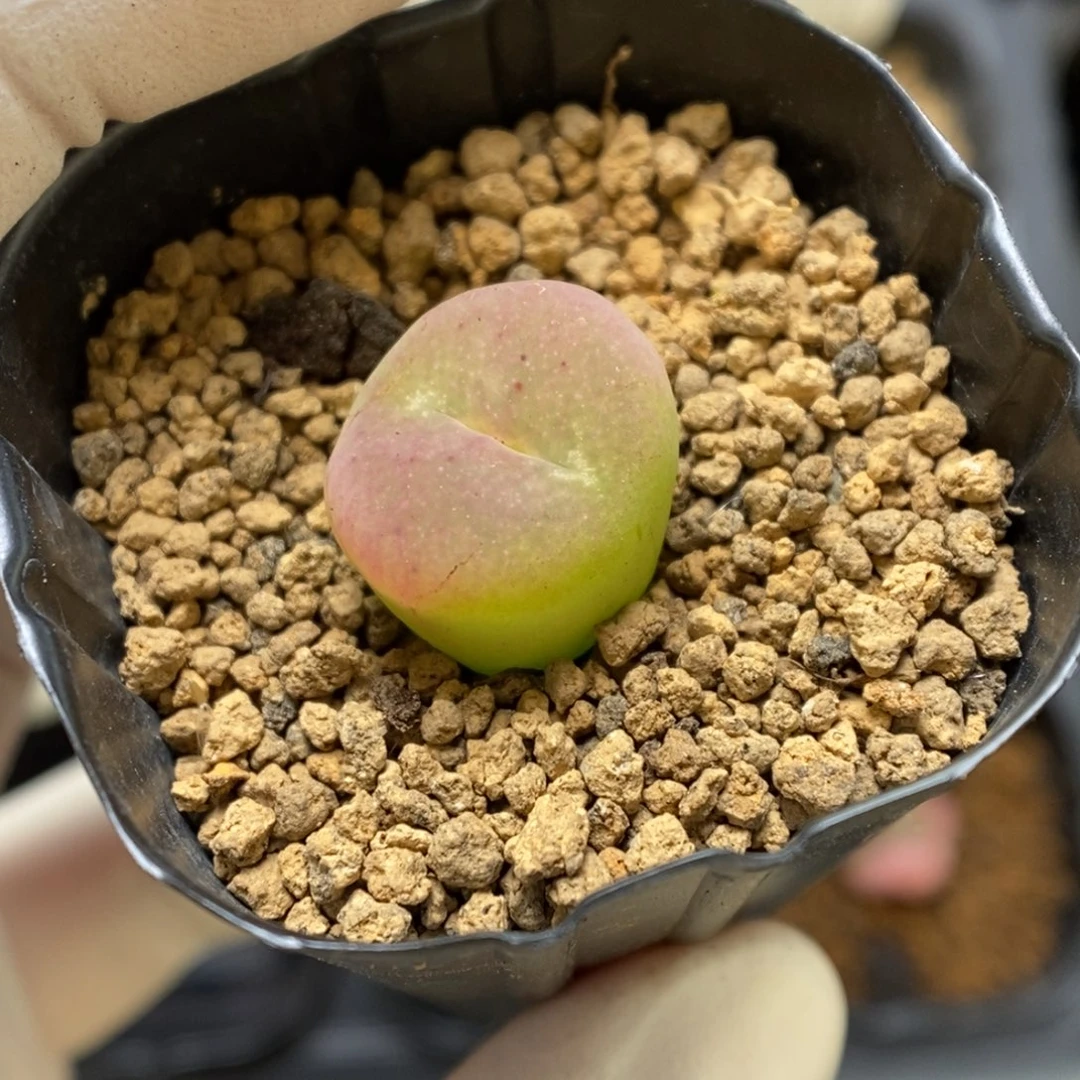 多肉植物肉锥杂交K-2563（1.5）甜甜圈杂 荔枝粉 全窗