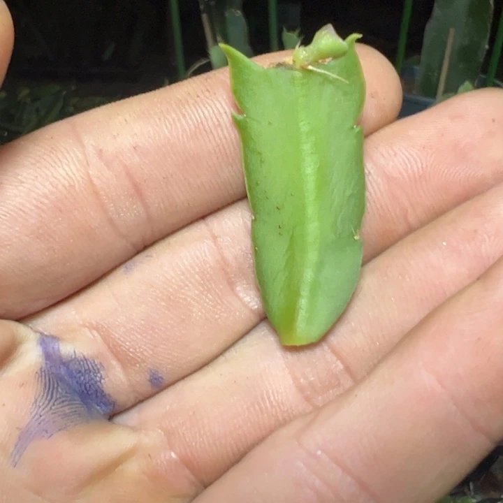 金玲单叶片嫁接自根用