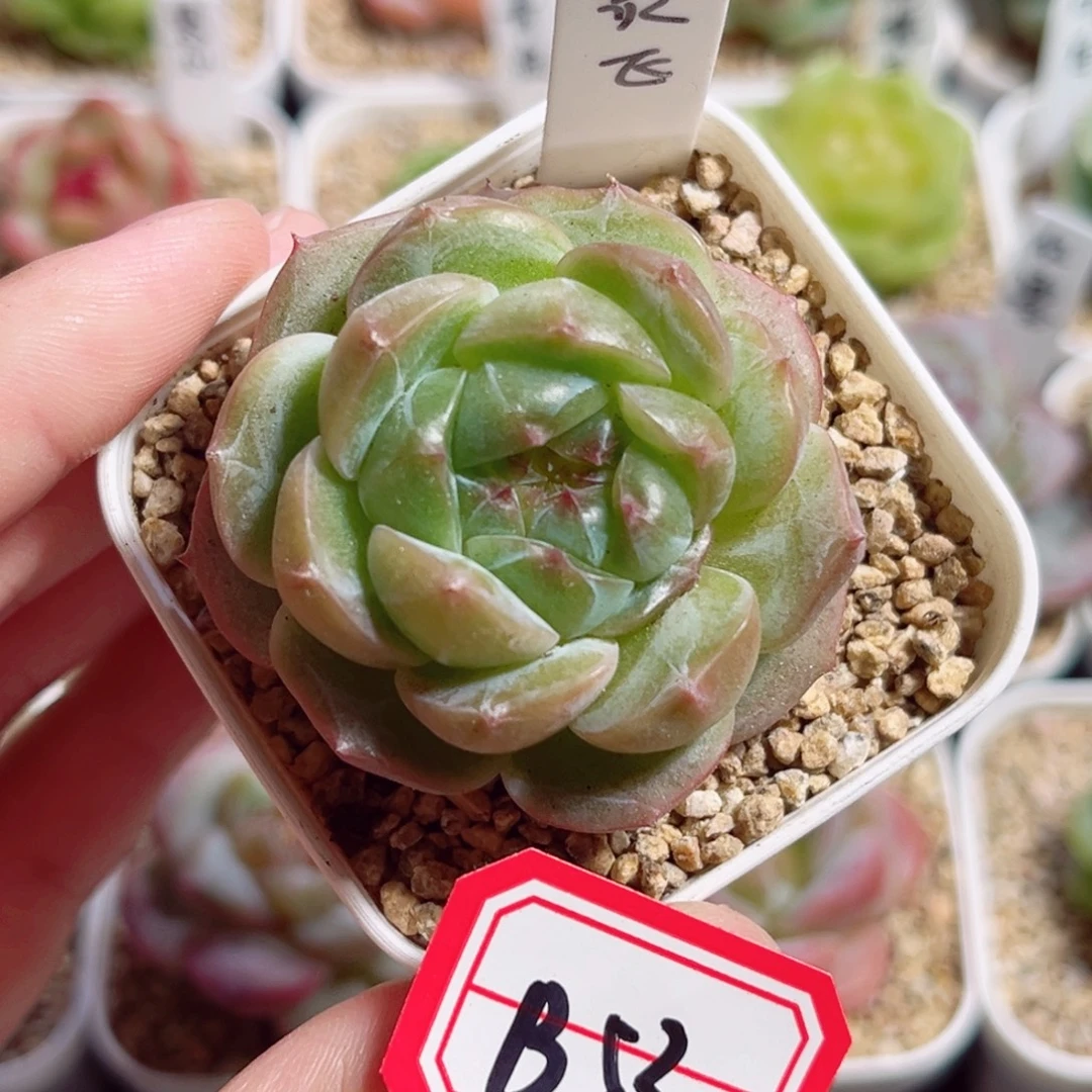 B530 一物一拍 灵飞微瑕