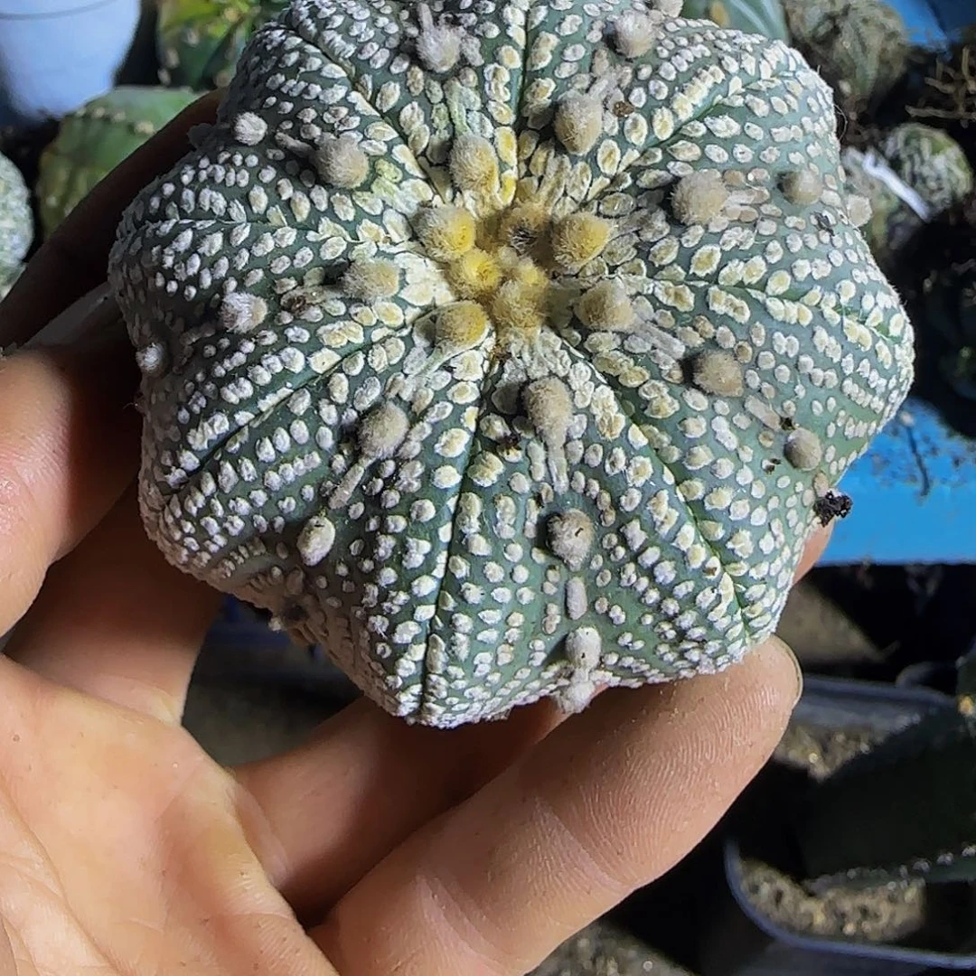 自根奇迹海星兜774
