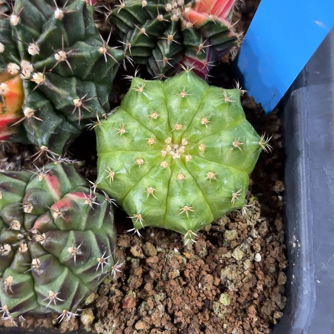 泰国米哈实生805-1117