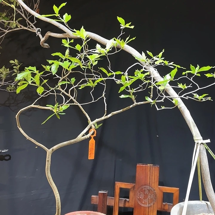 完全开放木**烤最美的花宠最美好的