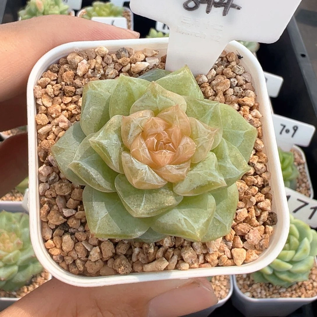 x***柒844号风花雪月系列