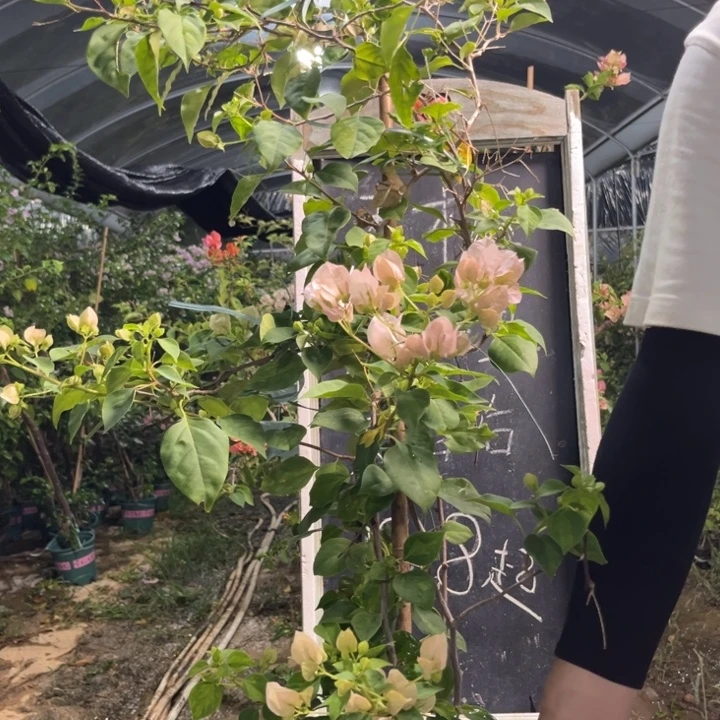 无花朵三角梅三角梅1010