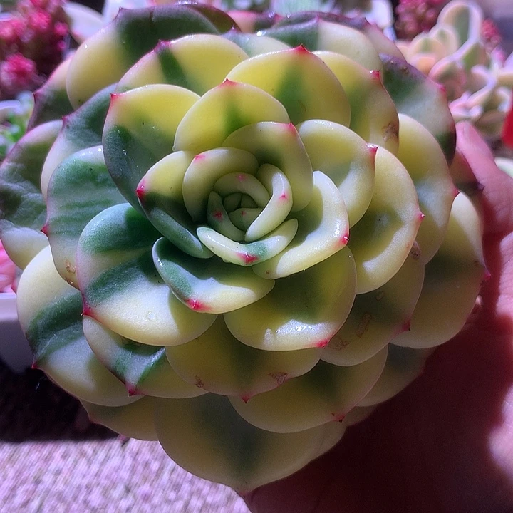 W***沙三文鱼覆轮锦有根