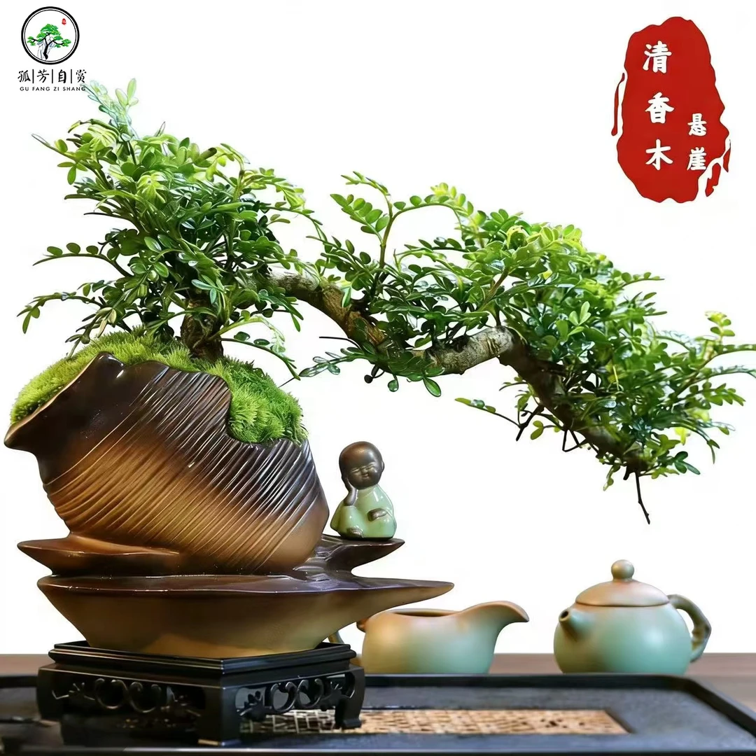 悬崖清香胡椒木盆景新中式室内桌面摆件绿植花卉盆栽