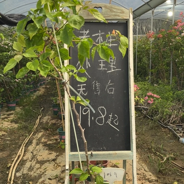 无花朵三角梅三角梅1059