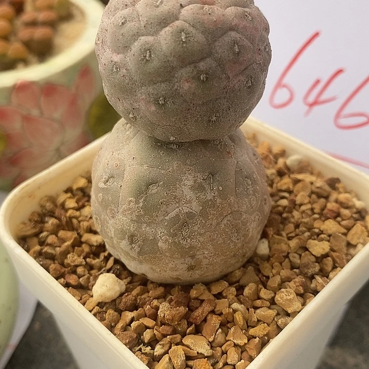 1646习志野一颗。