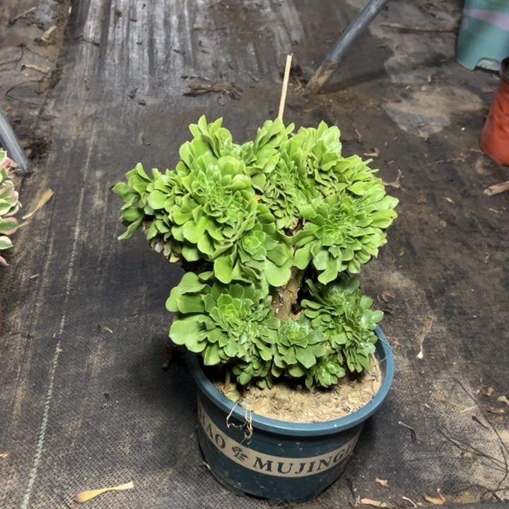 55绿羊绒缀多肉多肉多肉