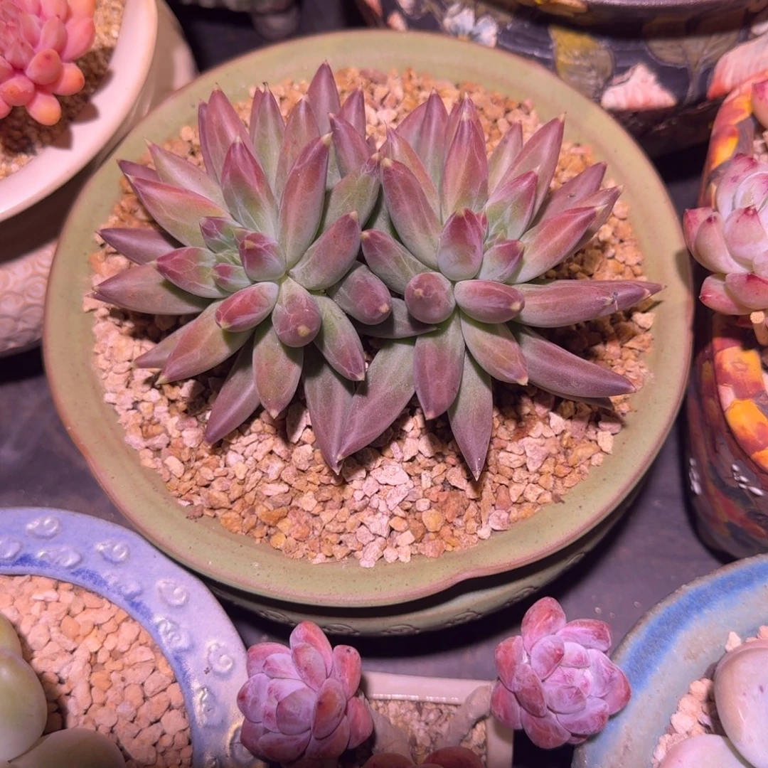 TTN 双头 一物一拍