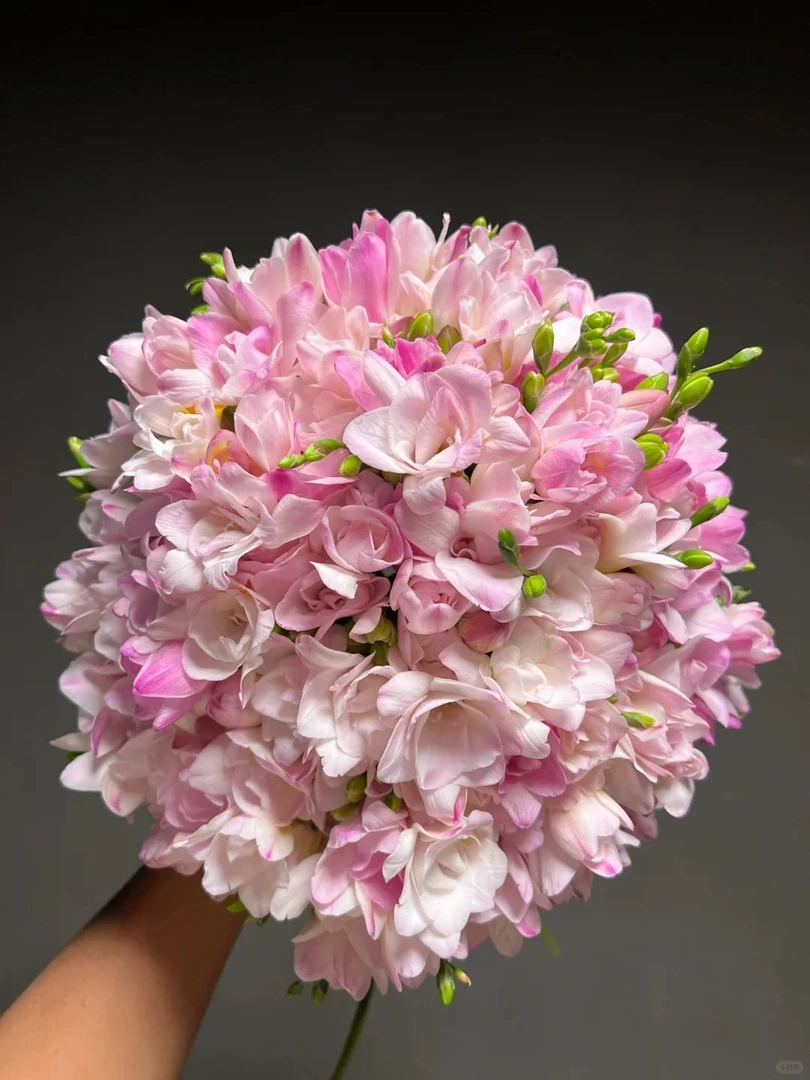 蜜月香雪兰1扎-（实物以直播间为准）