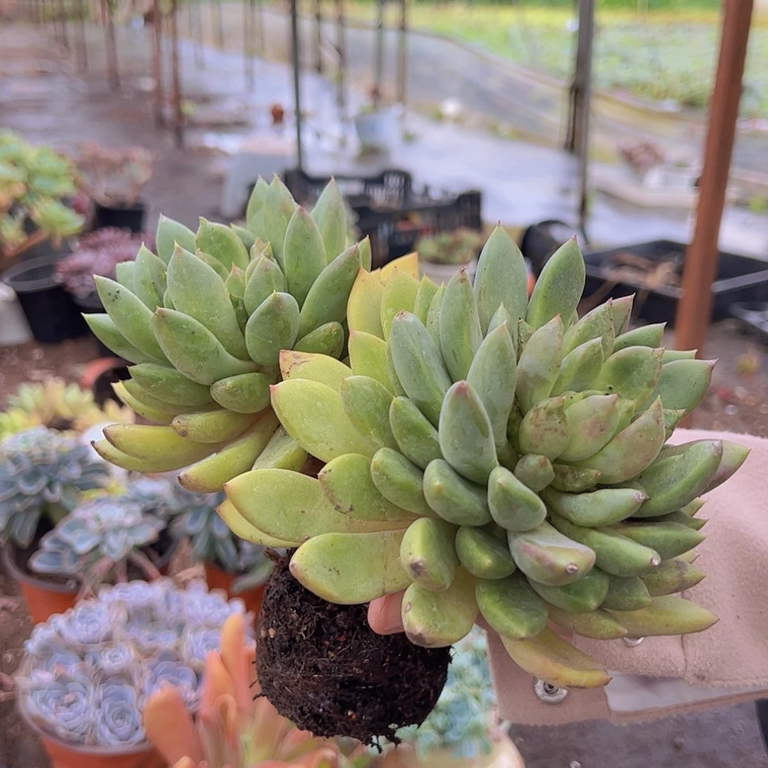 黄金象牙 双头起发