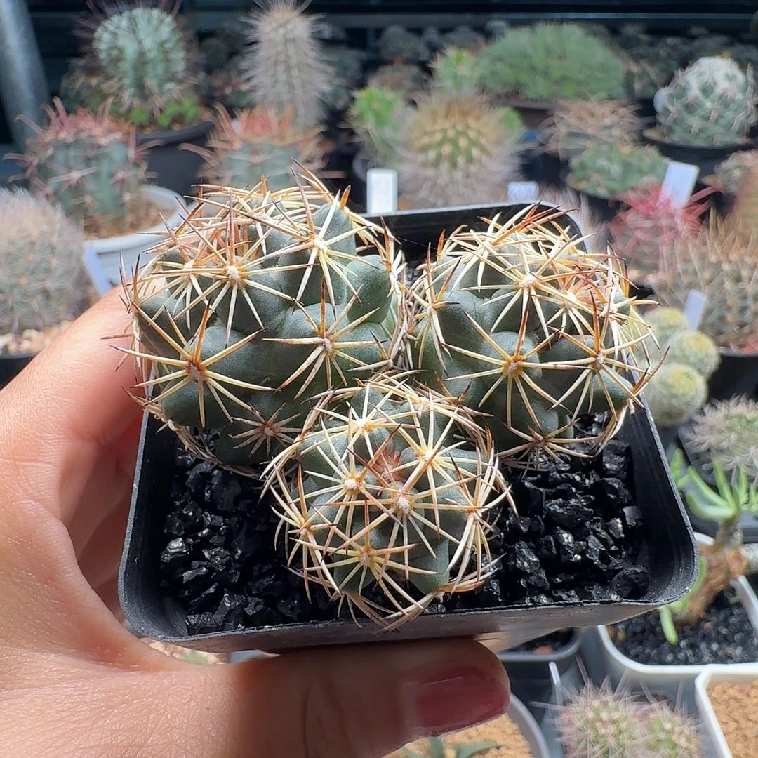 实生顶花群生脱土发货