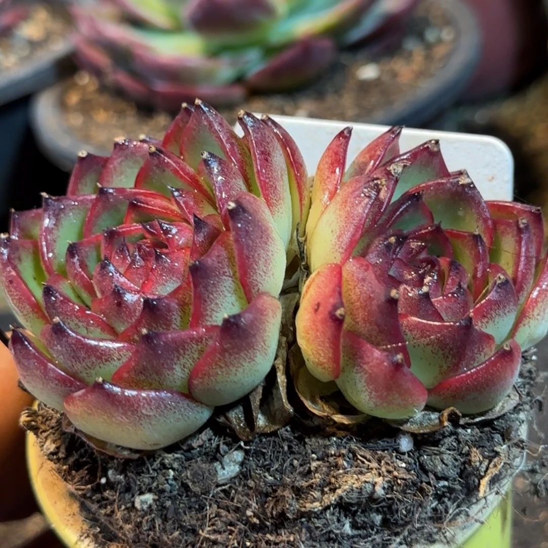 万宝龙117一物一拍包装收缩花旱