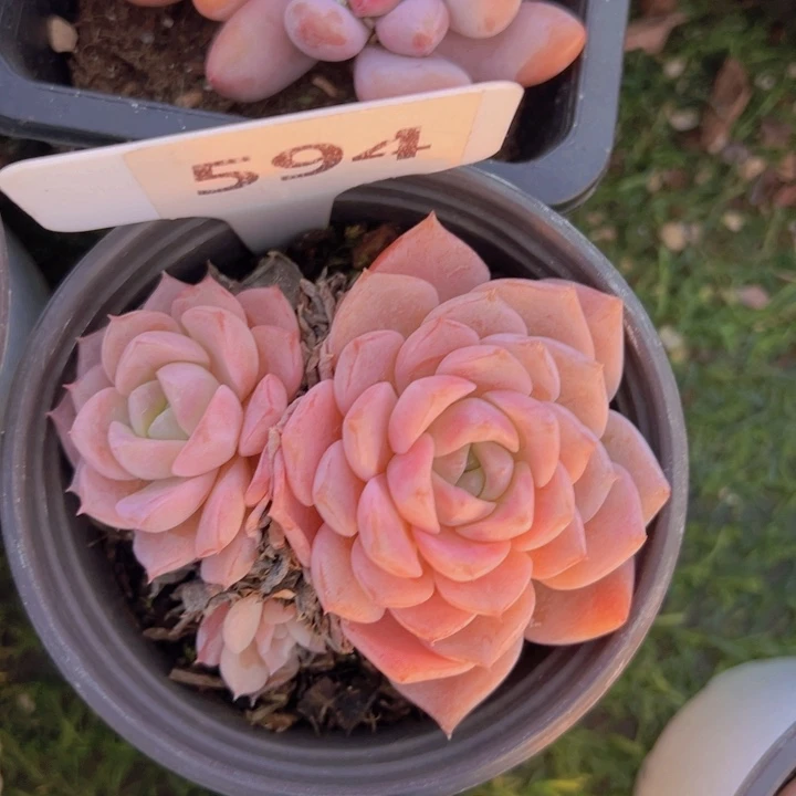 健健康康平平安安