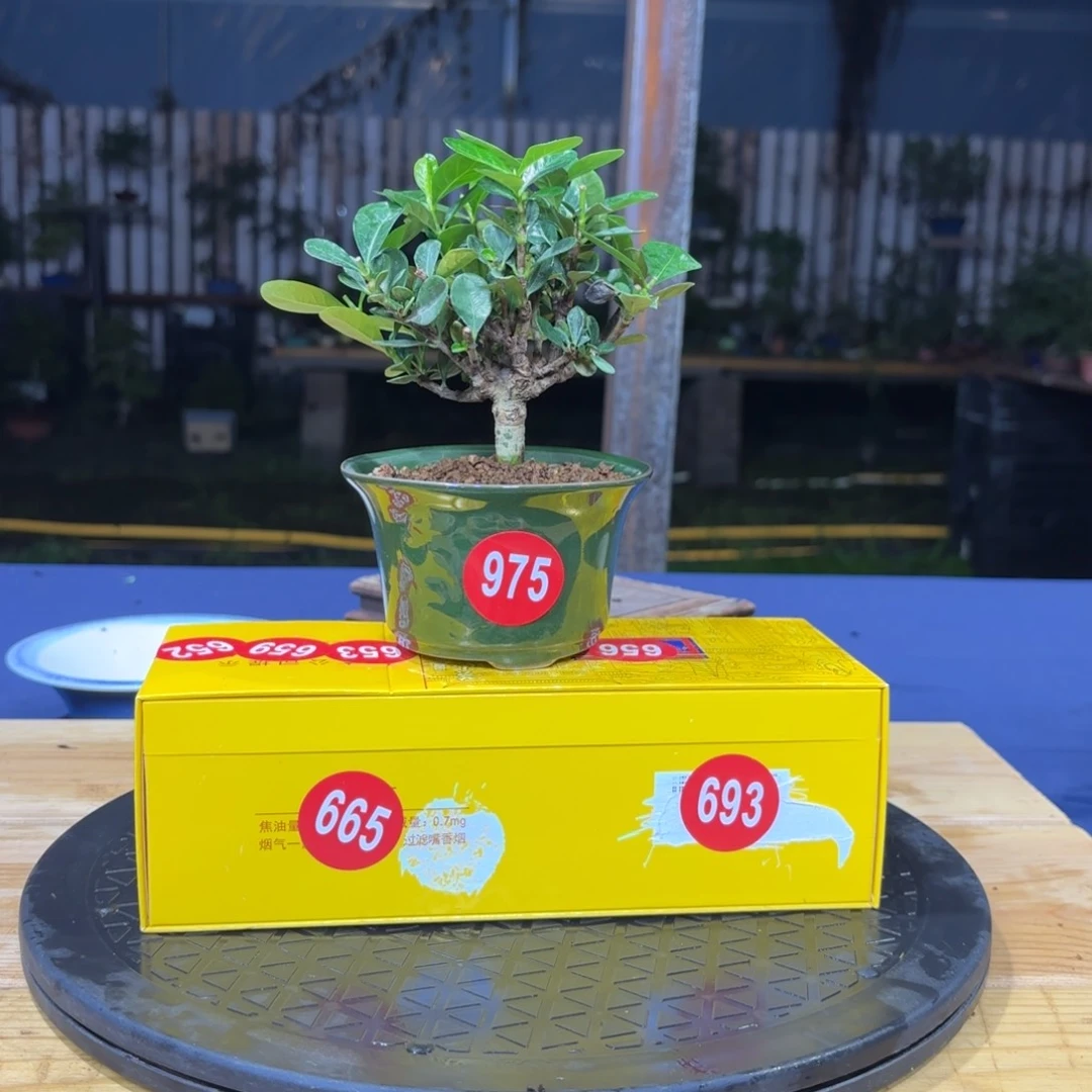 天*全场盆景975号包邮