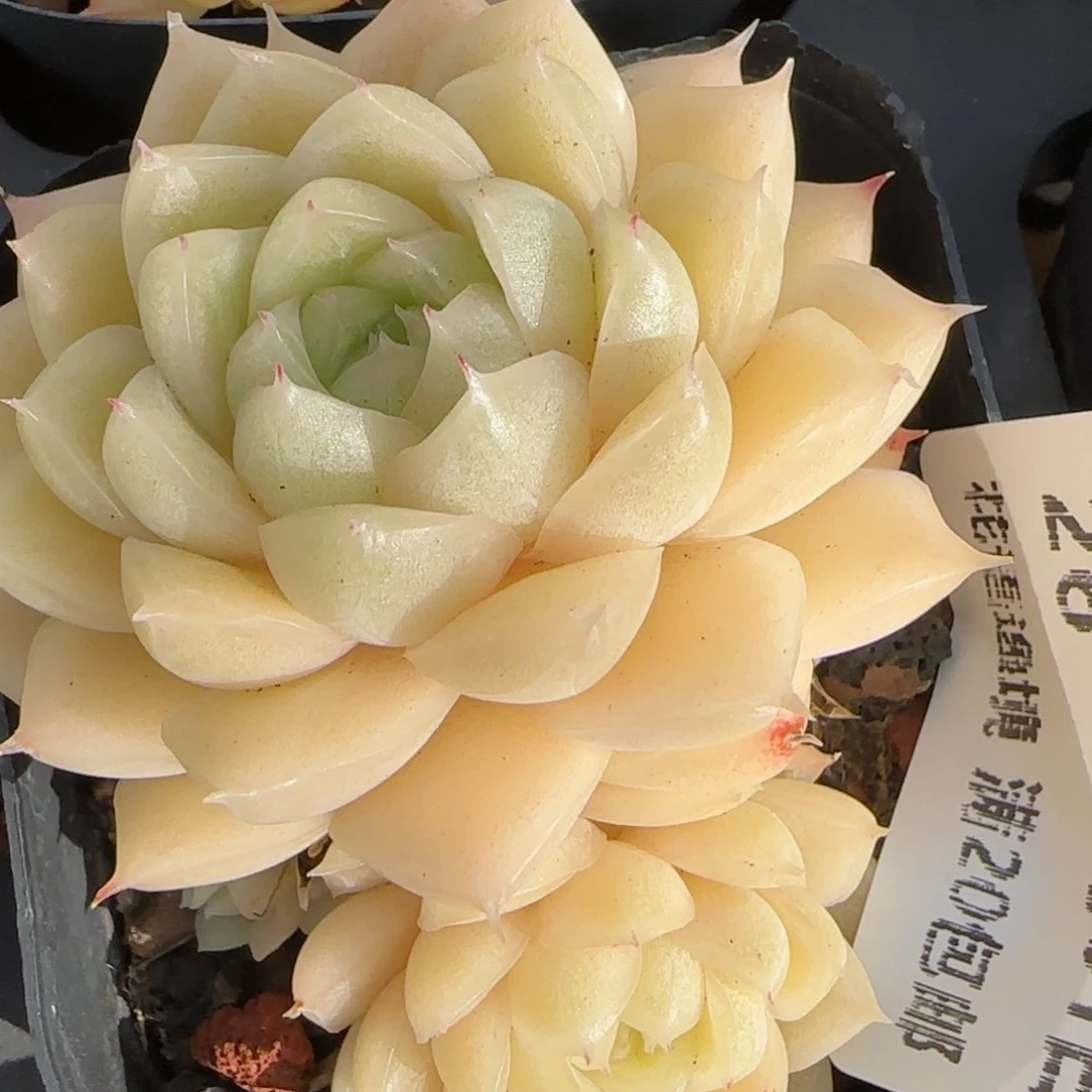 花语逸镜0201-26