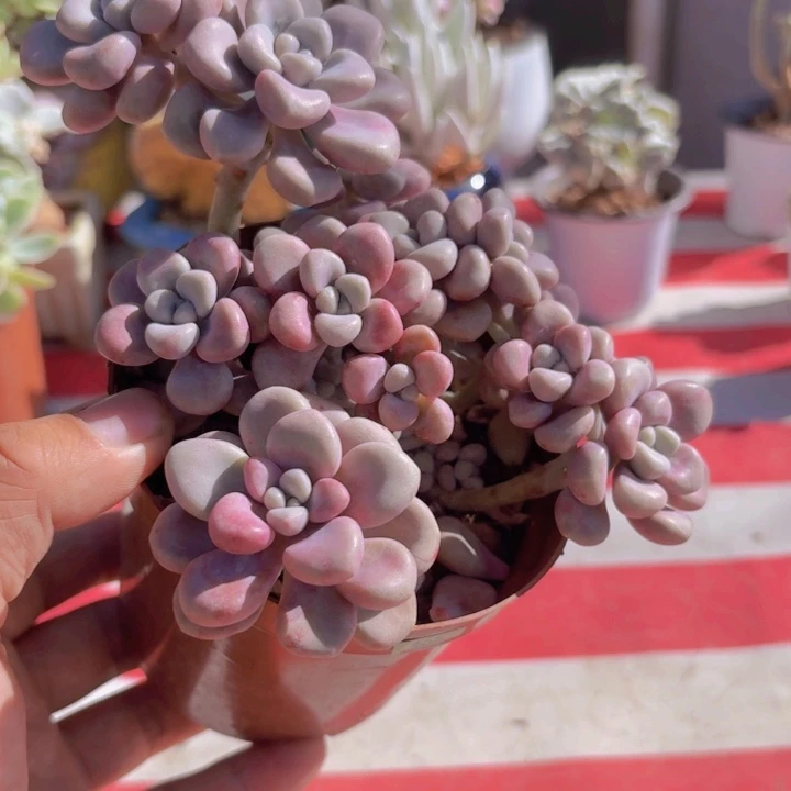 情***已一物一拍编号465