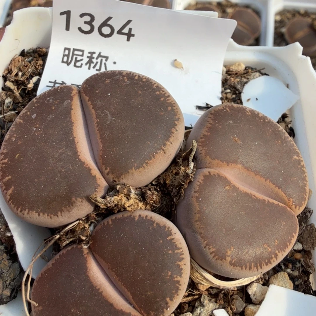 L***E多肉植物多肉植物