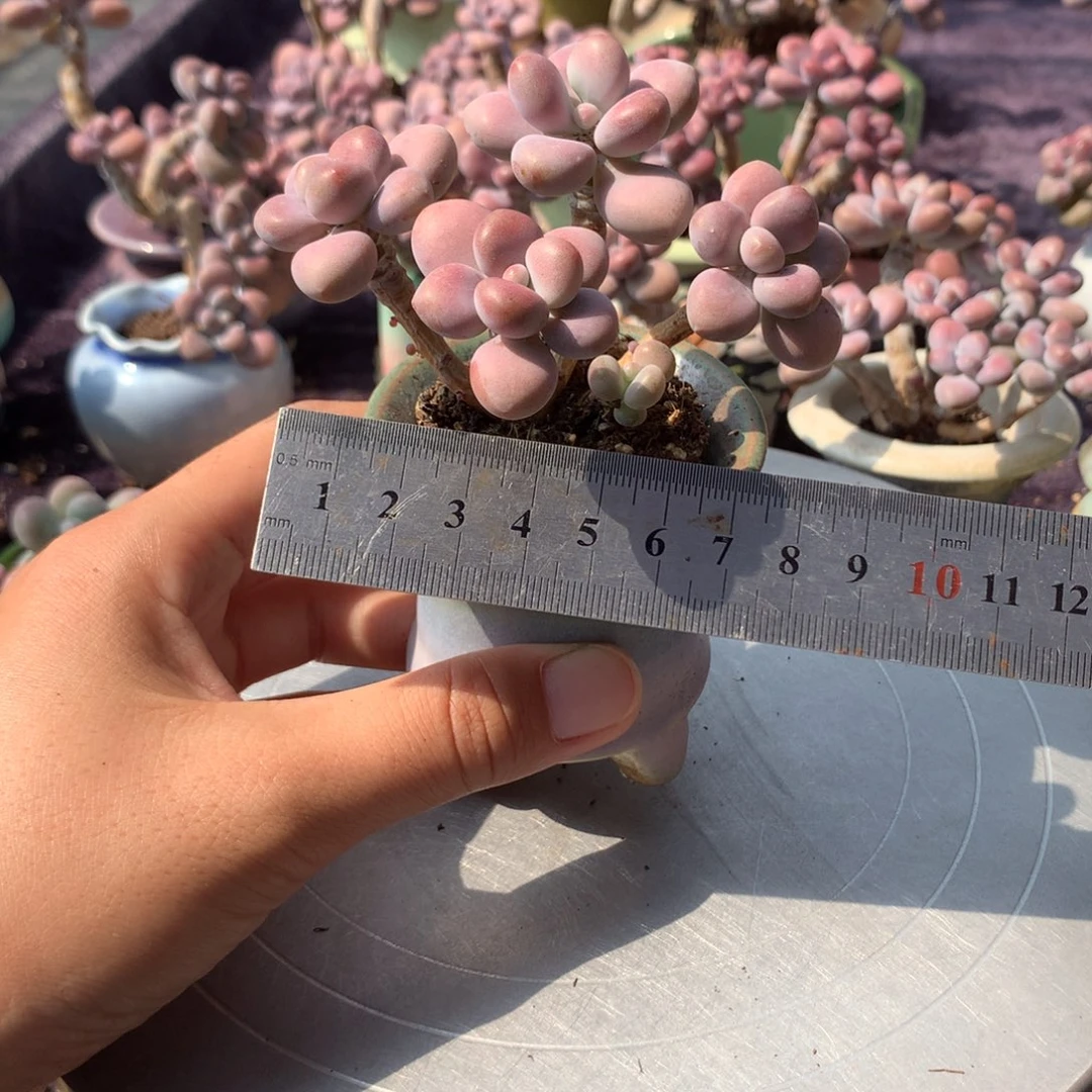 25号带盆偏远地区不包邮的