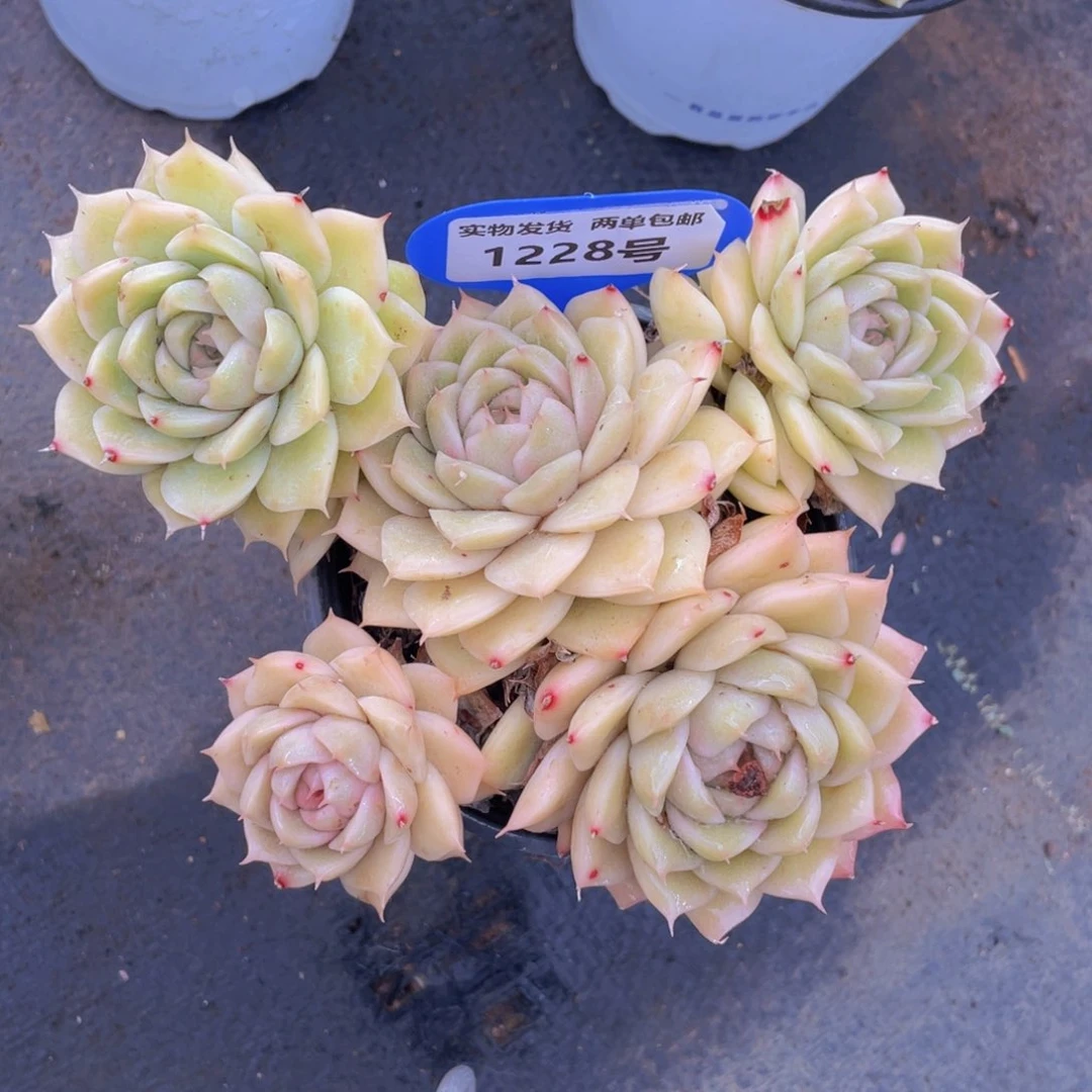 1228号老庄飘枝麦秆大群生一个不包整