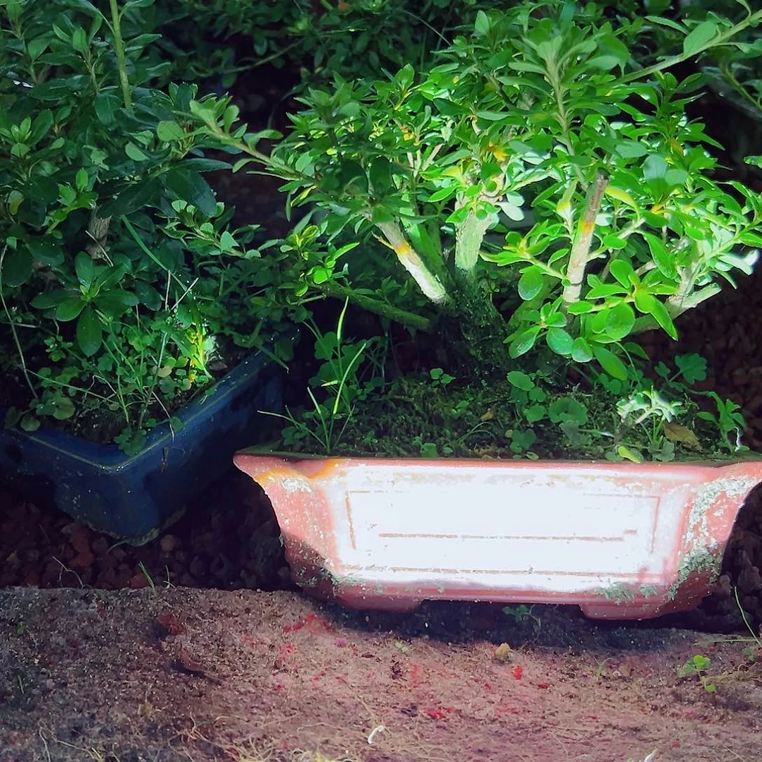 无花朵盆景皋月杜鹃绢之舞