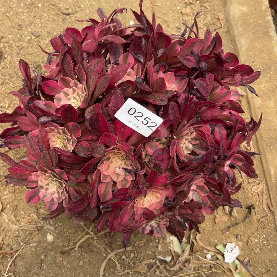252多肉  铜壶超白
