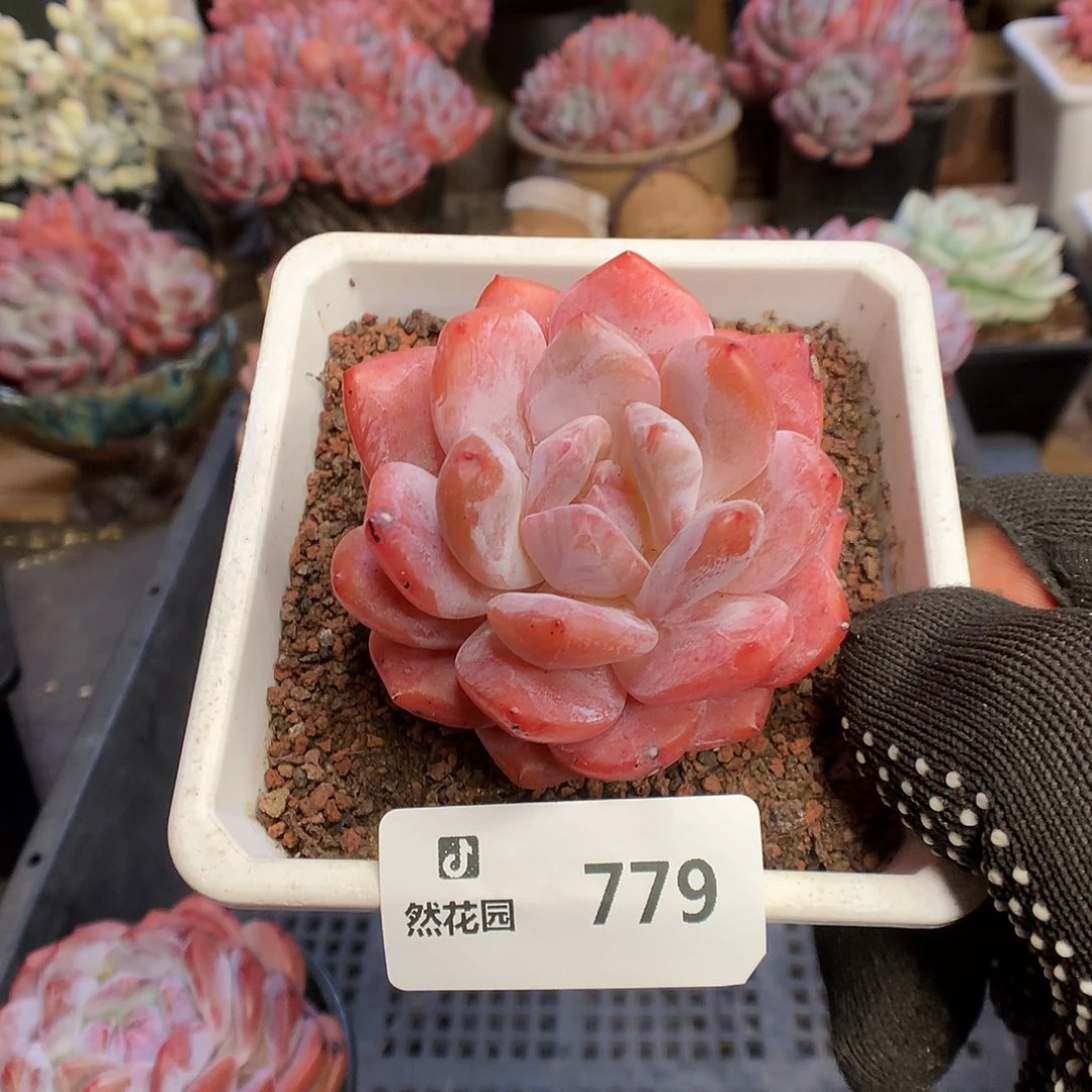 779雪天使多肉植物66666