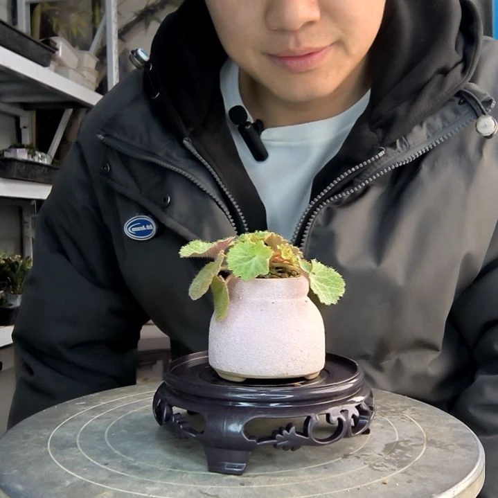 ?**?小盆景小植物一物一拍190