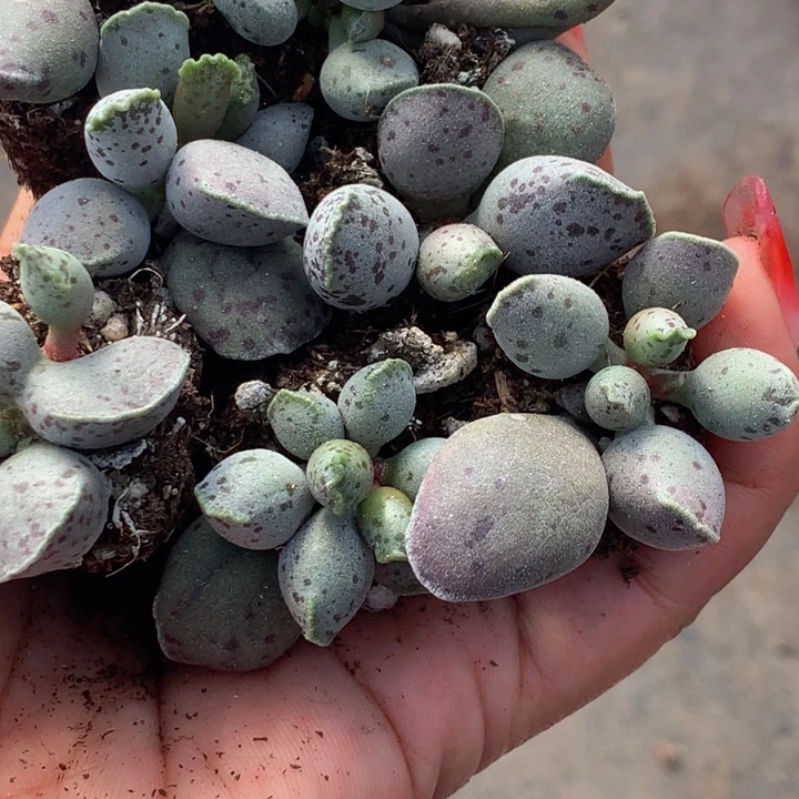 海豹小 3发4  拍5发7 （满9.99包邮不满9.99发叶子）