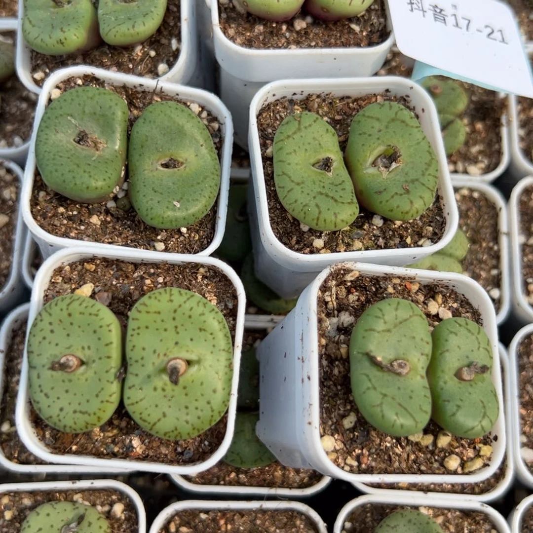 17-21量拍双头大型荷叶安贞一颗