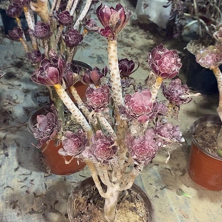 黑法多肉植物020