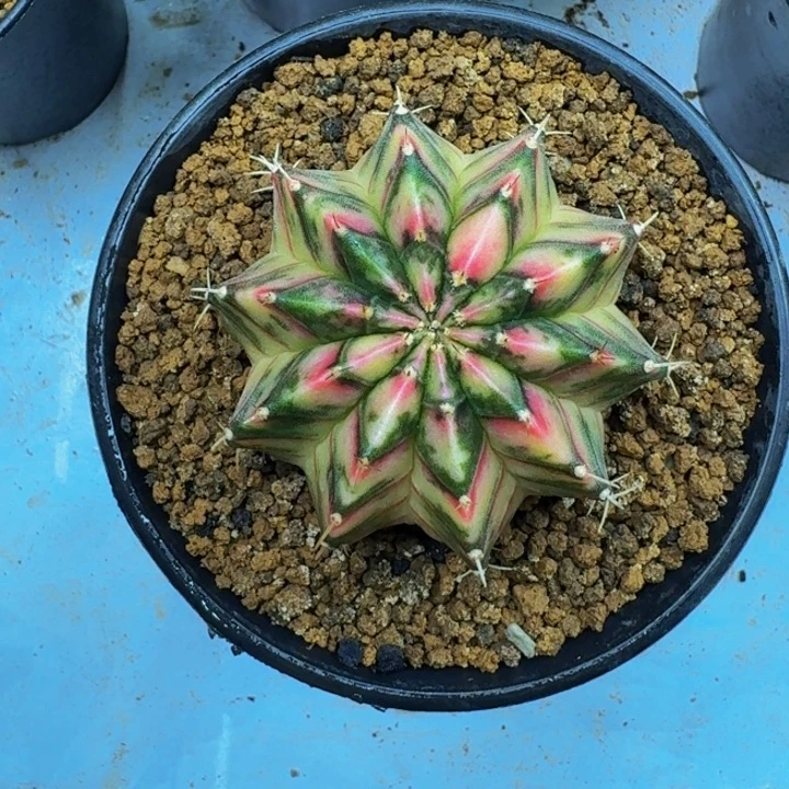 桃太狼肋骨锦000000000088