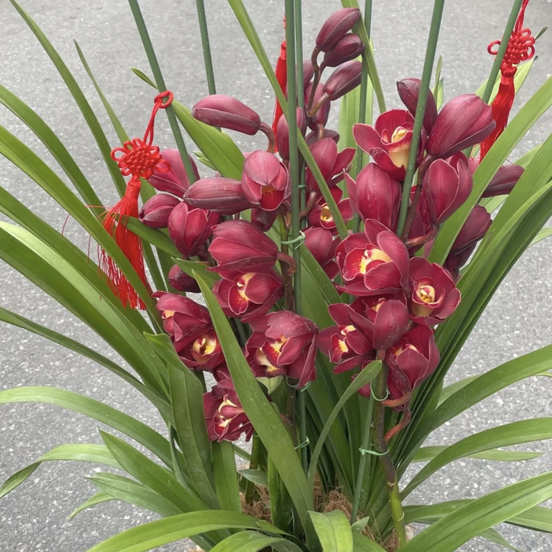 大红袍 大花蕙兰年宵花盆栽花卉多年生室内阳台易养护