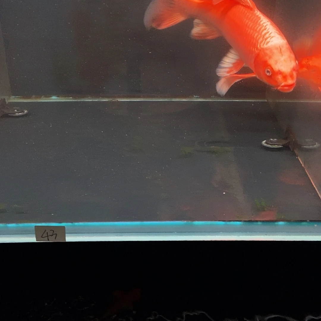 *****蝴蝶鲤43号红色蝴蝶鲤