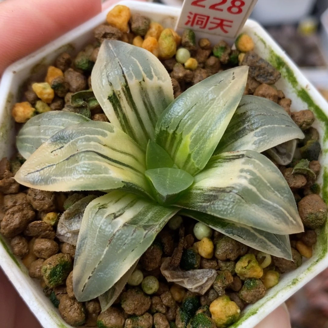 228红纹寿锦一物一拍