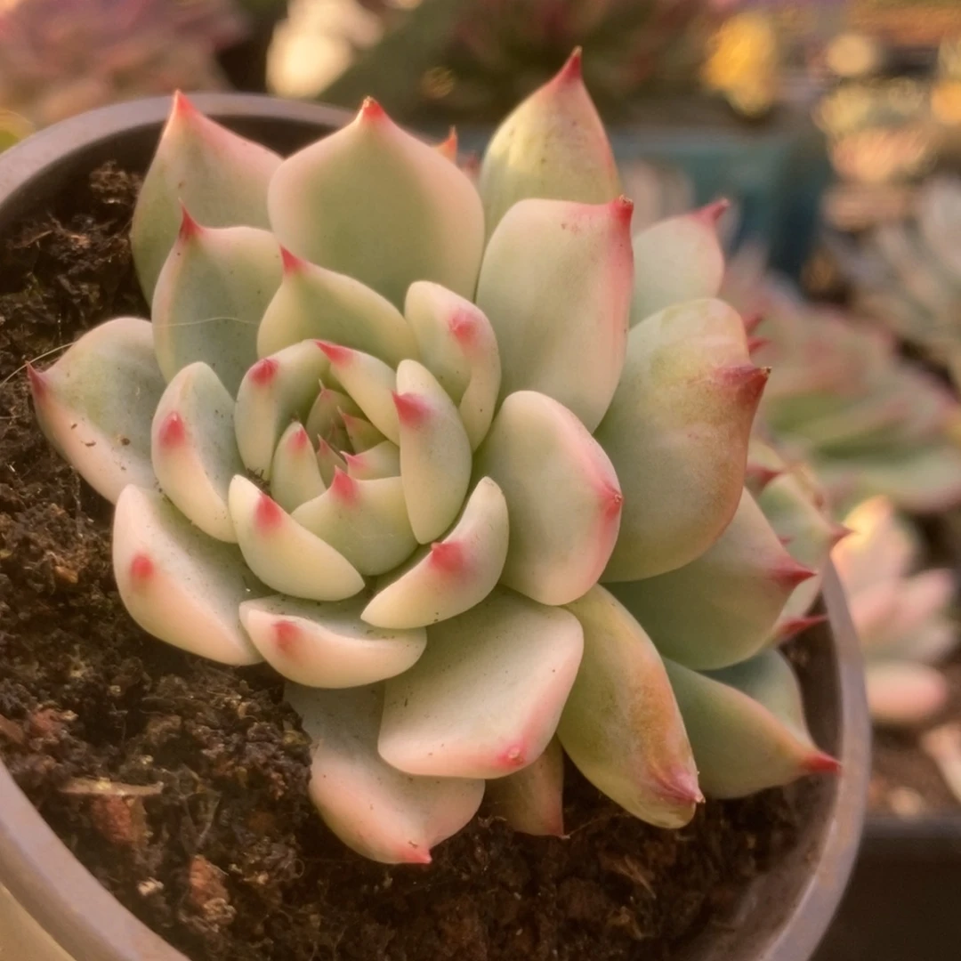 695锦锦锦锦锦锦锦