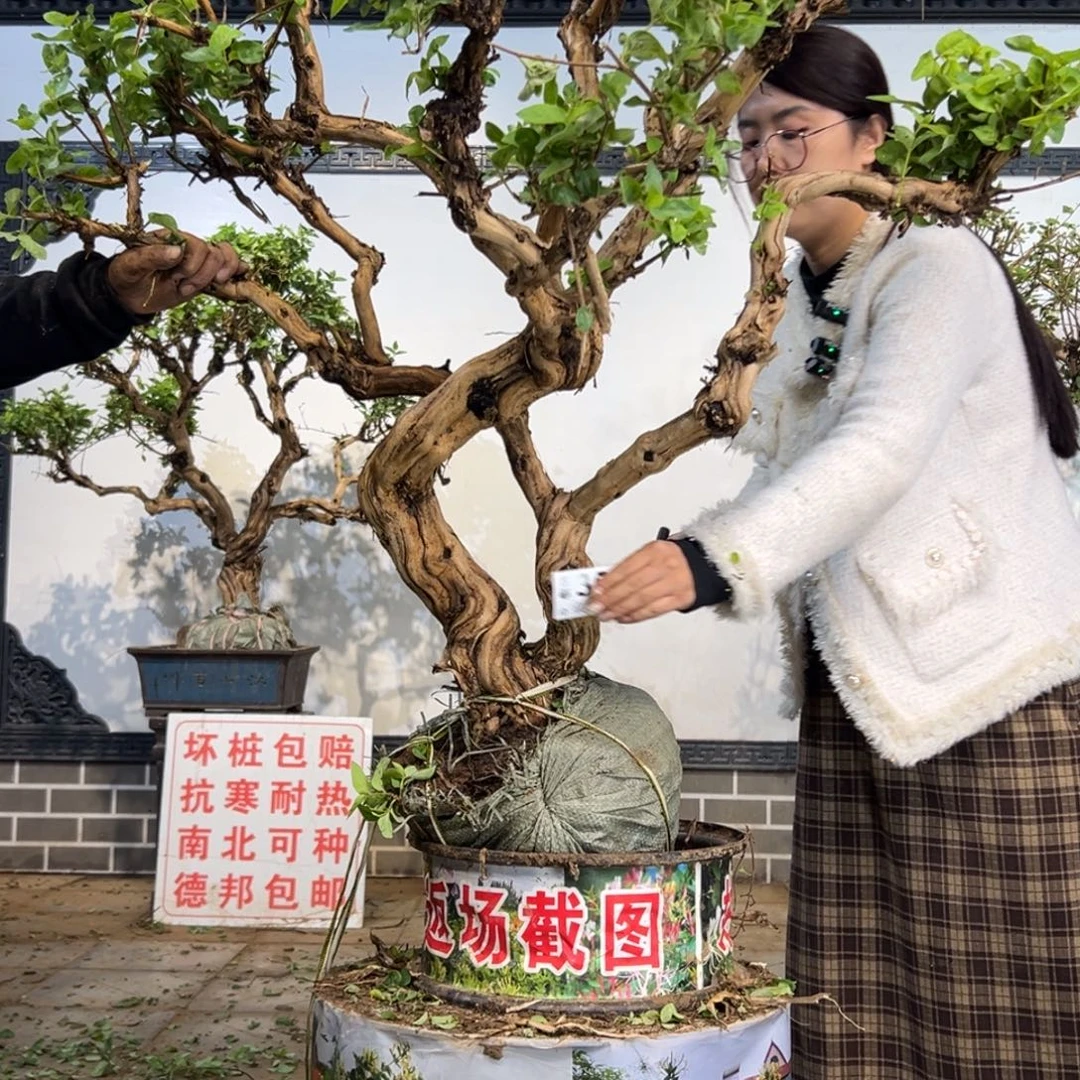 完全开放金银花8888