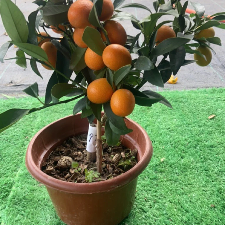 四季金桔树苗盆栽带果室内外种植耐盆景（一物一拍以直播间为主）