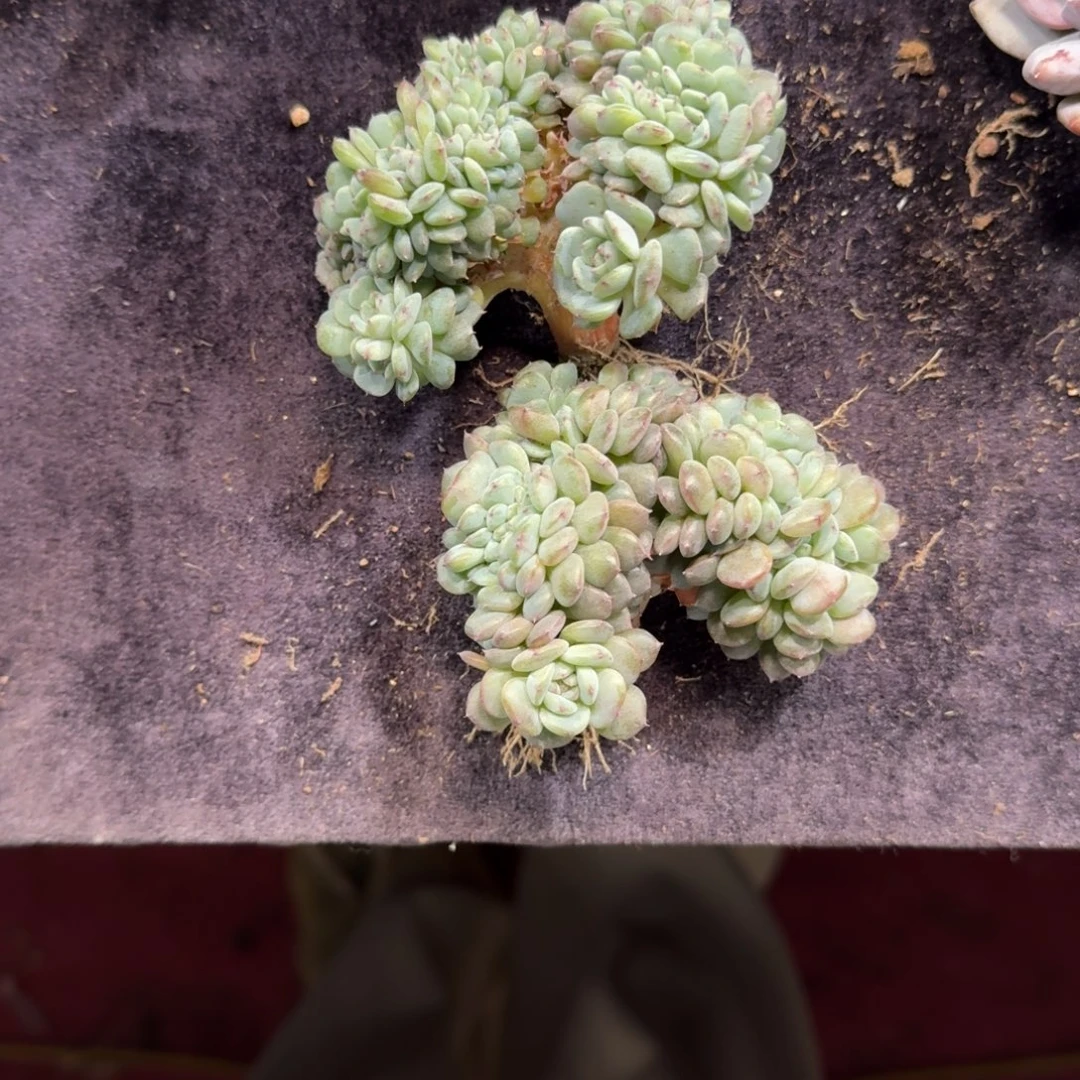 两颗白胖子小树缀一物一拍