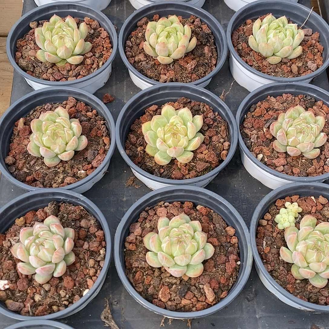 金汇园艺，团雪花珍妮福利