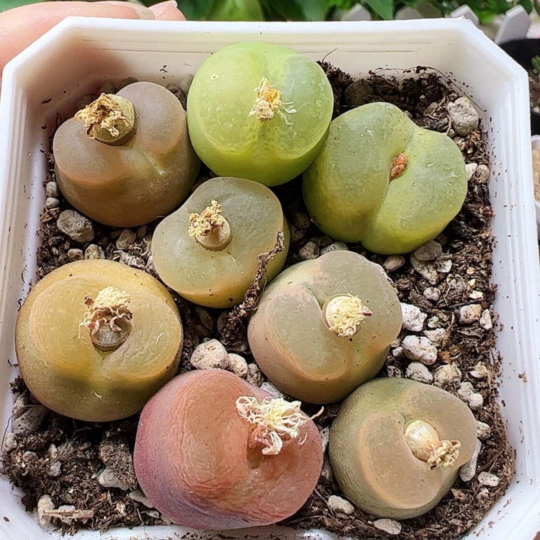 无花朵o泡脱土发…………