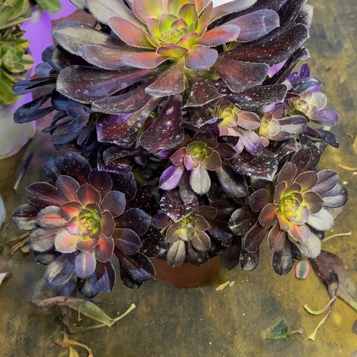 晚霞多肉断头不包2216